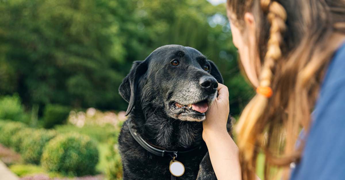 Best Pet Insurance for Older Dogs: A Complete Guide to Keep Your Senior Pup Healthy